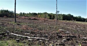 Photograph of Brule River State Forest after being clear cut, photograph by Phil Anderson