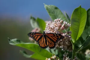 Looking for Monarch Butterflies